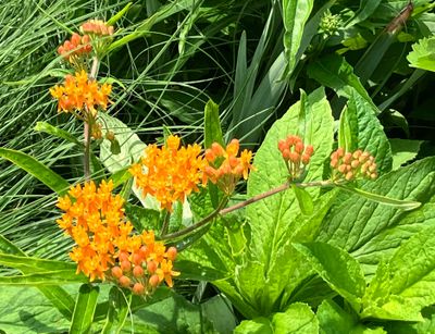 Bloomington Garden Club